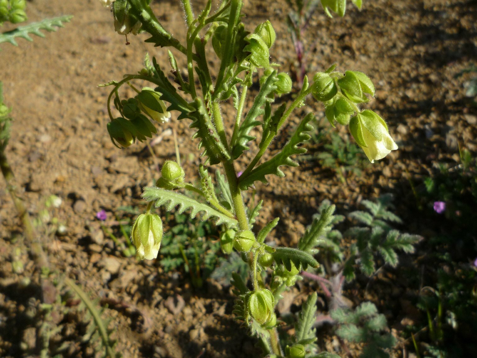 High Resolution Emmenanthe penduliflora Leaf